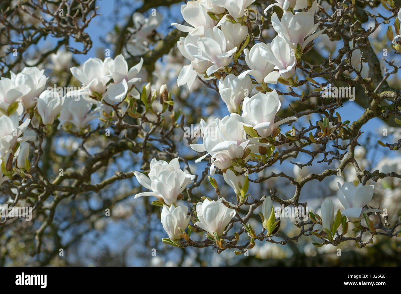 Magnolia (Magnolia 'Amabilis', Magnolia Amabilis), cultivar amabilis Foto Stock