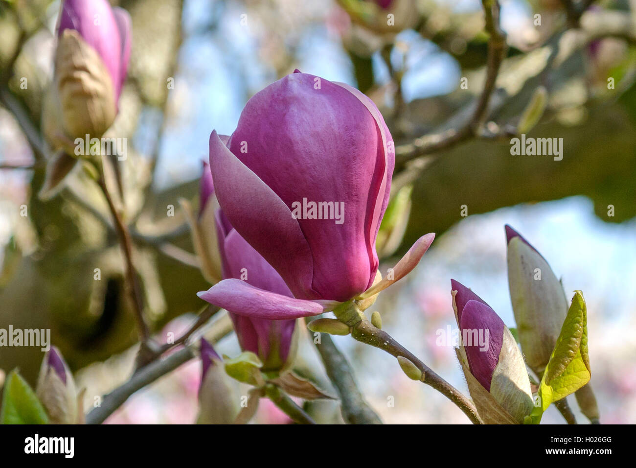 Magnolia (Magnolia 'Lennei', Magnolia Lennei), cultivar Lennei Foto Stock