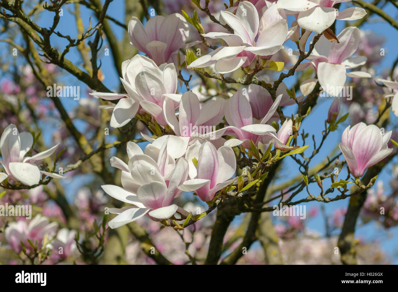 Piattino magnolia (Magnolia x soulangiana, Magnolia soulangiana, Magnolia x soulangeana, Magnolia soulangeana), fioritura Foto Stock