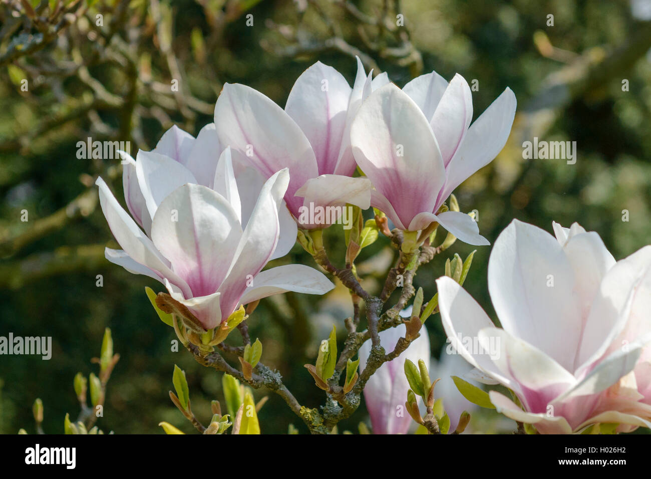 Piattino magnolia (Magnolia x soulangiana, Magnolia soulangiana, Magnolia x soulangeana, Magnolia soulangeana), fioritura Foto Stock
