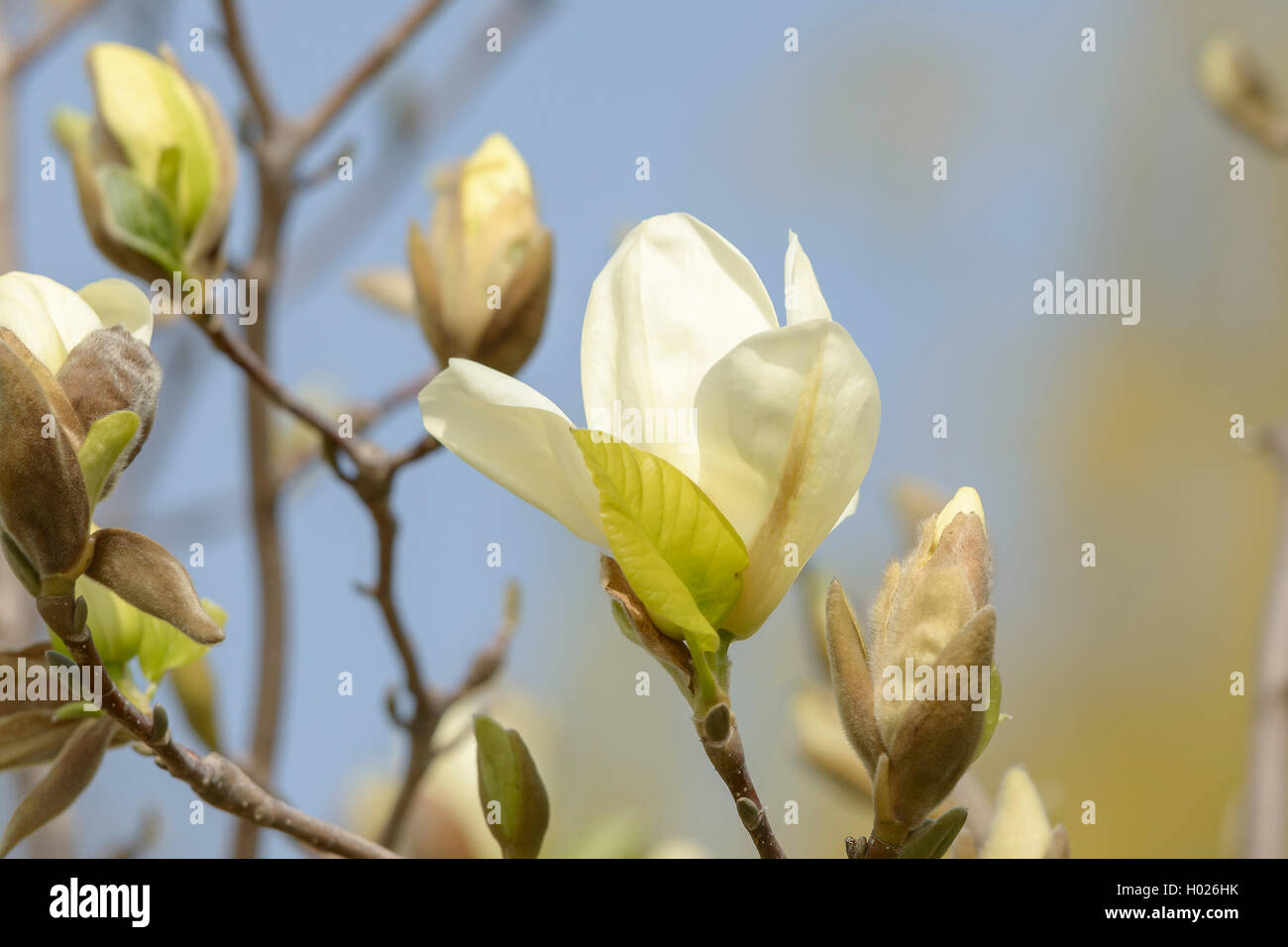 Lily Tree, Yulan (Magnolia denudata 'Fiume Giallo", Magnolia denudata il Fiume Giallo), cultivar il Fiume Giallo Foto Stock