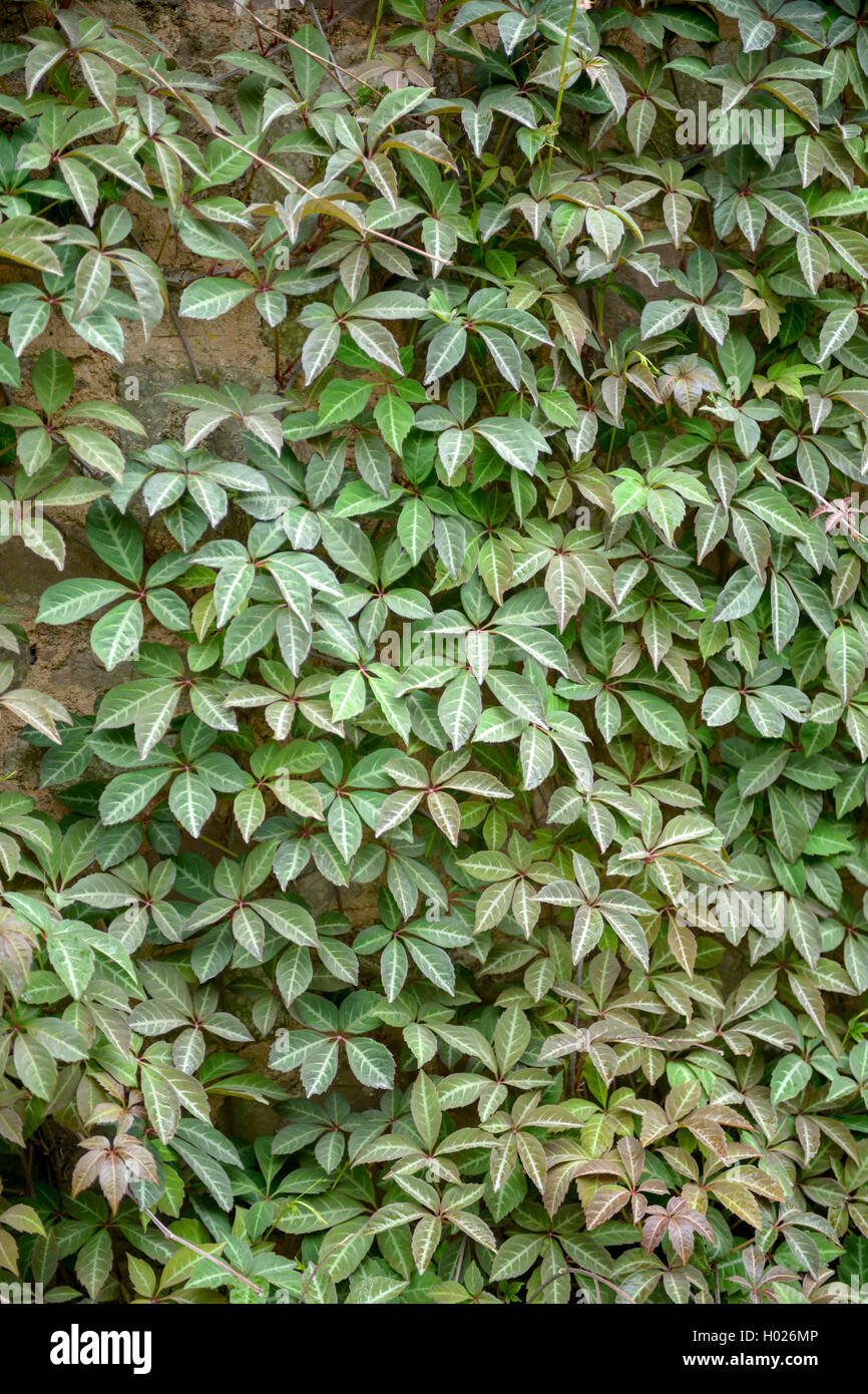 Virginia cinese-Superriduttore, vena d'argento superriduttore (Parthenocissus henryana, Ampelopsis henryana), in corrispondenza di una parete, Regno Unito Foto Stock