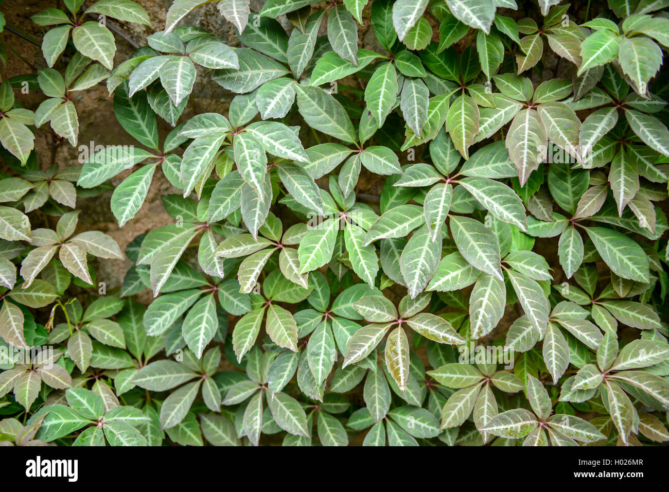 Virginia cinese-Superriduttore, vena d'argento superriduttore (Parthenocissus henryana, Ampelopsis henryana), in corrispondenza di una parete Foto Stock