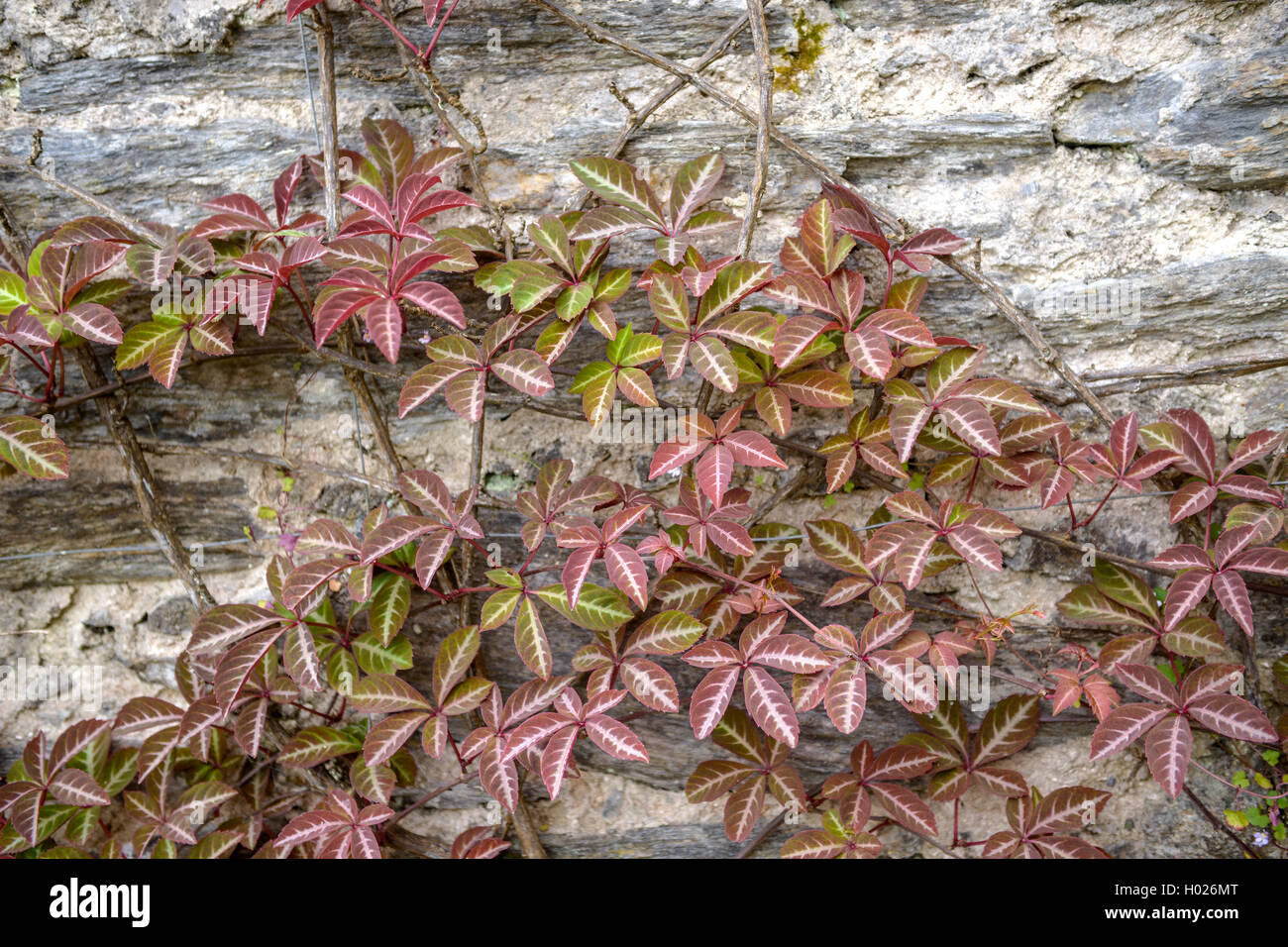 Virginia cinese-Superriduttore, vena d'argento superriduttore (Parthenocissus henryana, Ampelopsis henryana), in corrispondenza di una parete Foto Stock