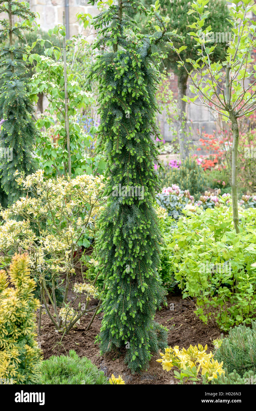 Il serbo Abete (Picea omorika 'Pendula Bruns', Picea omorika Pendula Bruns), cultivar Pendula Bruns Foto Stock