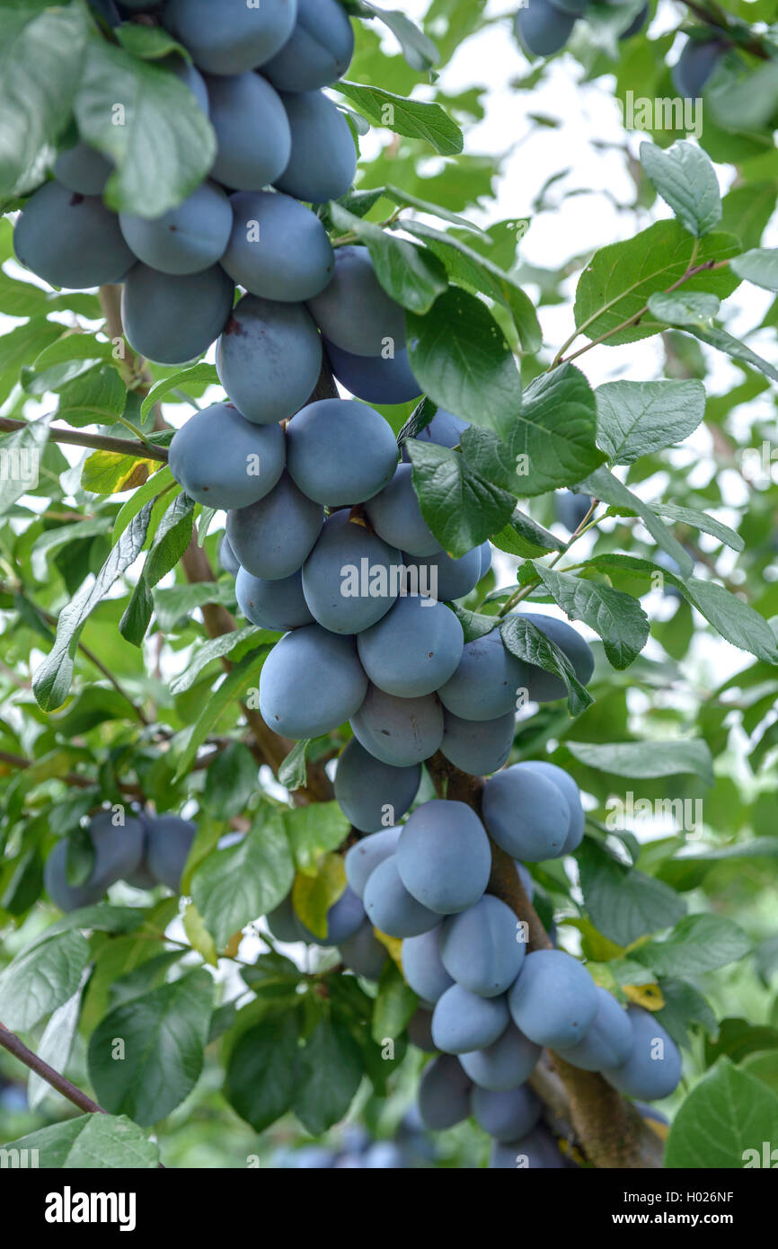 Unione prugna (Prunus domestica 'Tophit', Prunus domestica Tophit), cultivar Tophit Foto Stock