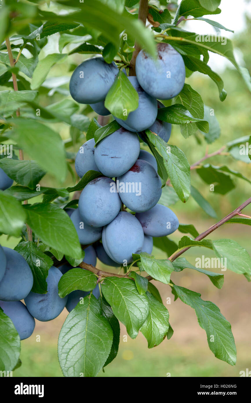 Unione prugna (Prunus domestica 'Tophit', Prunus domestica Tophit), cultivar Tophit Foto Stock