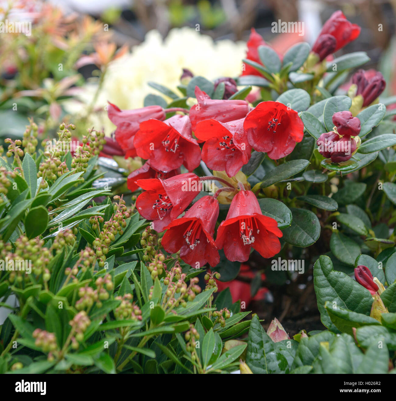 Rododendro nano (Rhododendron forrestii "Carmen", rododendro forrestii Carmen), cultiar Carmen Foto Stock