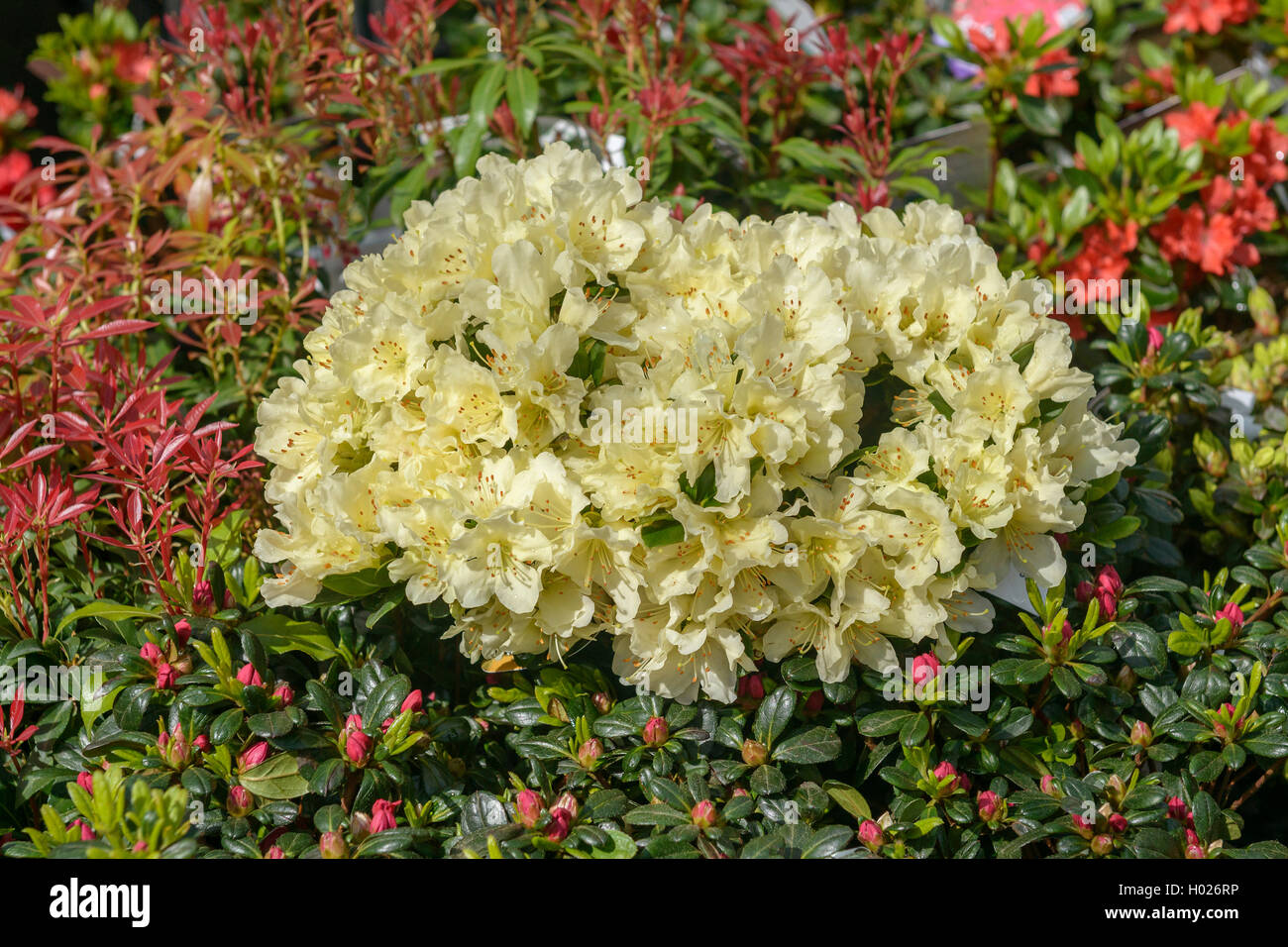 Keisuke il rododendro (Rhododendron keiskei " Patty Bee', rododendro keiskei Patty Bee), cultivar Patty Bee Foto Stock