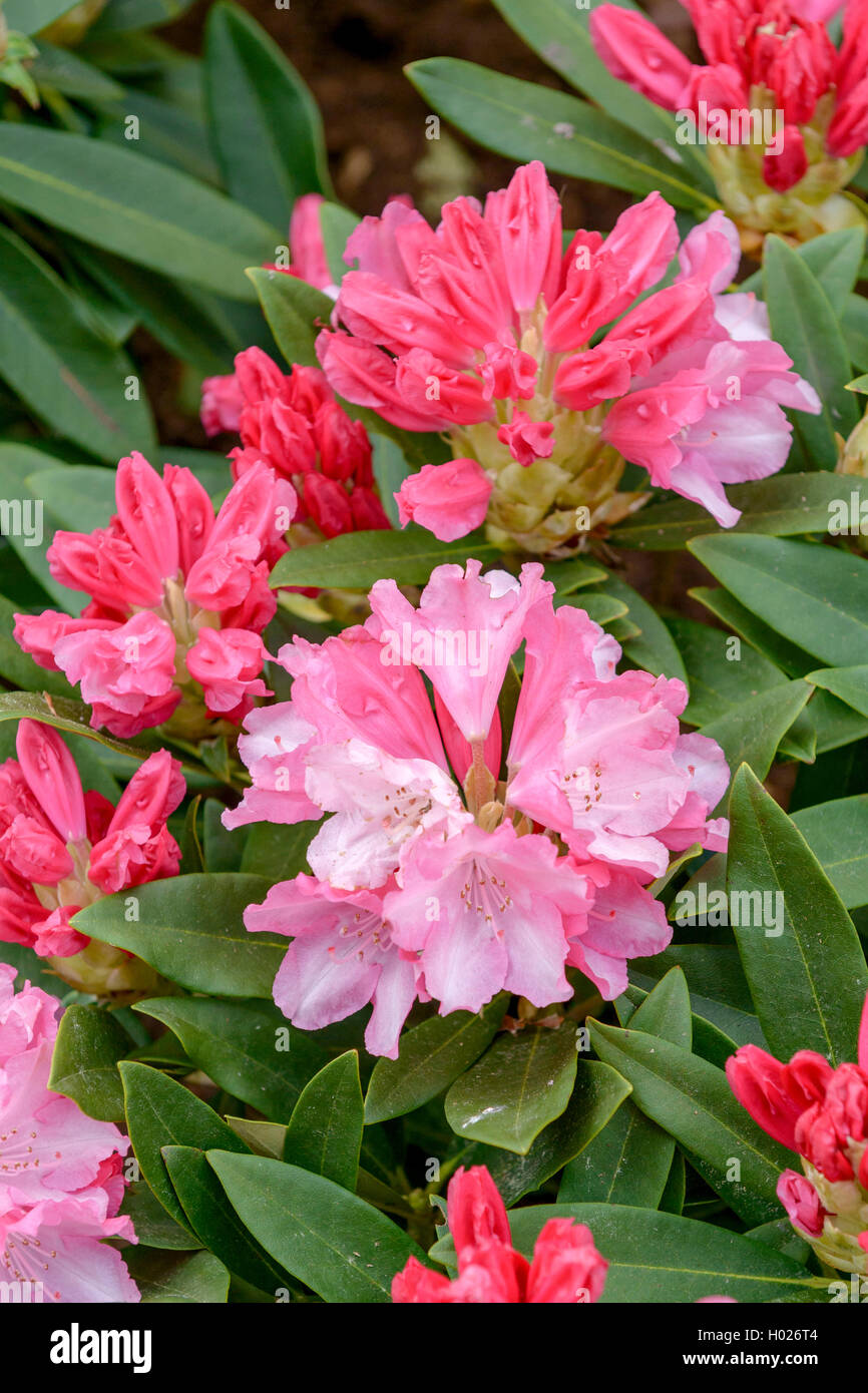 Rhododendron Yakushimanum (Rhododendron yakushimanum 'Rosa Cherubino', rododendro yakushimanum cherubino rosa), cultivar rosa cherubino Foto Stock