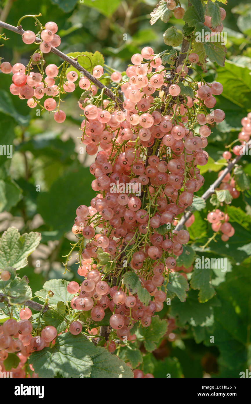 A nord di ribes rosso (ribes rubrum 'Rosa Sport', Ribes rubrum Rosa Sport), cultivar Rosa Sport Foto Stock