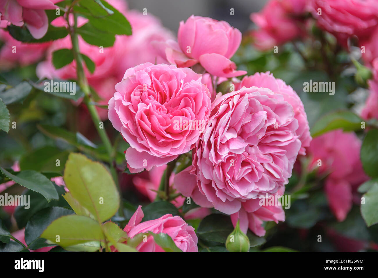 Rose ornamentali (Rosa "Leonardo da Vinci", Rosa Leonardo da Vinci), cultivar Leonardo da Vinci Foto Stock