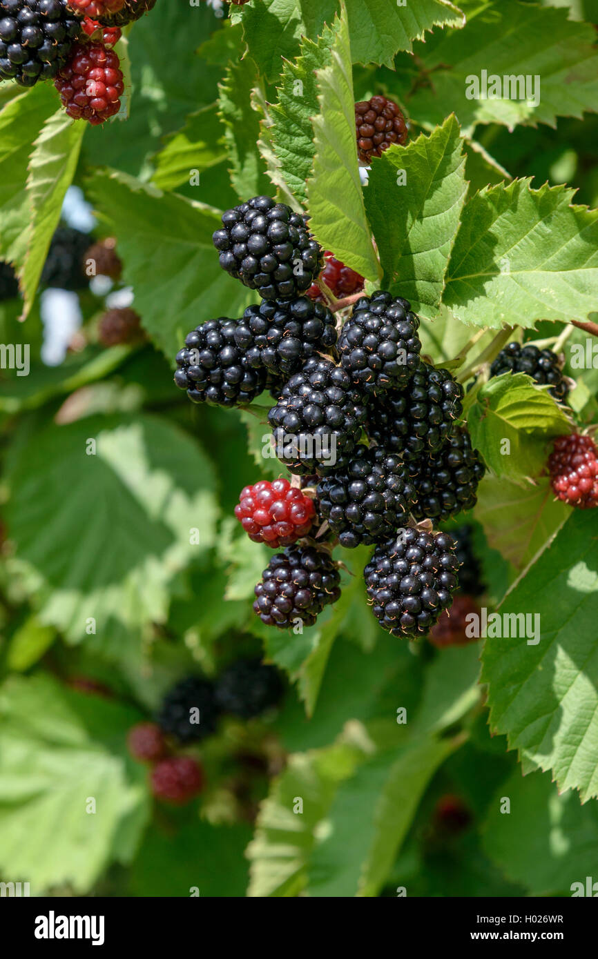 Blackberry arbustive (Rubus fruticosus 'Loch Tay', Rubus fruticosus Loch Tay), cultivar Loch Tay Foto Stock