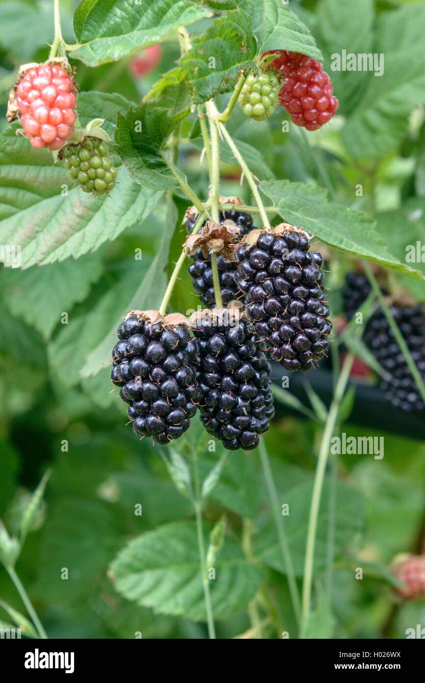 Blackberry arbustive (Rubus fruticosus 'Ollalie', Rubus fruticosus Ollalie), cultivar Ollalie Foto Stock