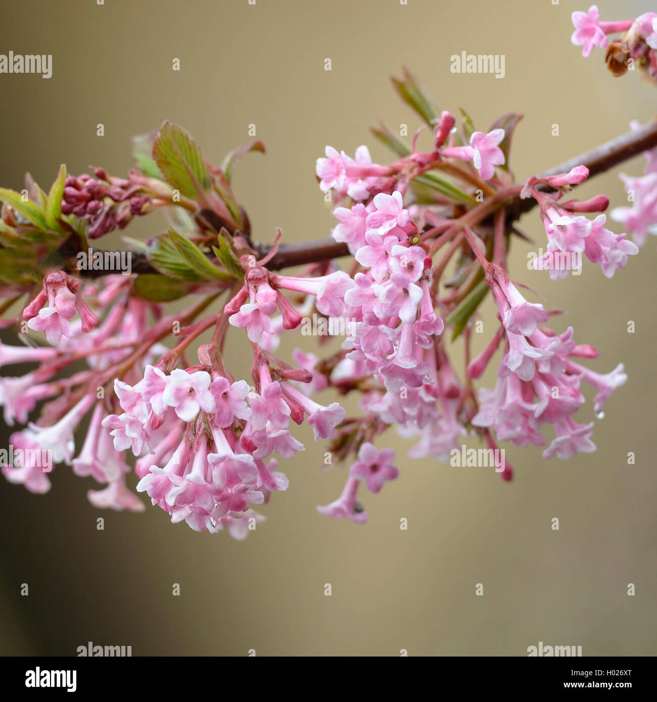Inverno Viburnum (Viburnum bodnantense 'Dawn', Viburnum bodnantense Dawn), cultivar Alba, Germania Foto Stock