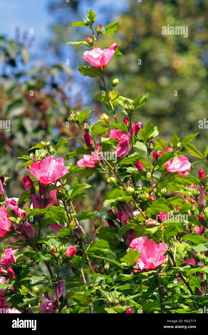 Arbustiva althaea, rose-di-Sharon (Hibiscus syriacus), fioritura Foto Stock