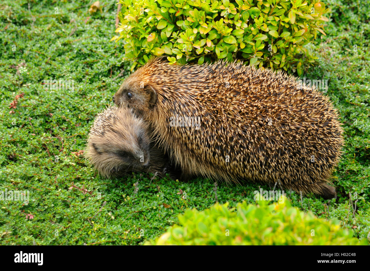 Europaeischer Igel, Westeuropaeischer Igel, Westigel, West-Igel, Braunbrustigel, Braunbrust-Igel (Erinaceus europaeus), Mutter m Foto Stock