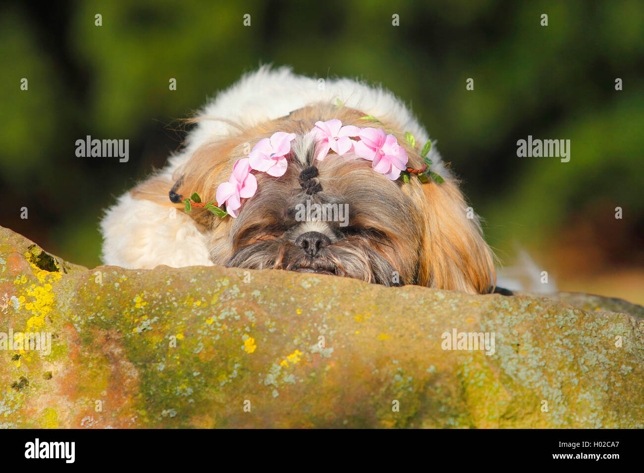 Shih Tzu (Canis lupus f. familiaris), due anni cane maschio su una parete con una cintura di fiori sulla sua testa, Germania Foto Stock