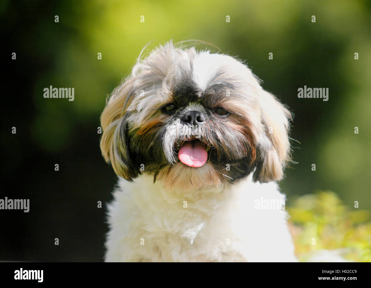 Shih Tzu (Canis lupus f. familiaris), due anni cane maschio pantaloni, Germania Foto Stock