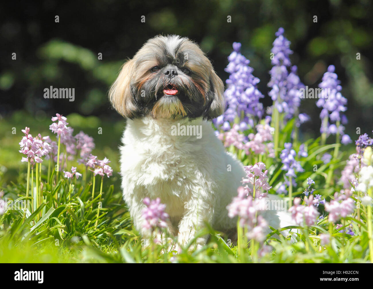 Shih Tzu (Canis lupus f. familiaris), cane maschio blu tra i fiori del giardino, Germania Foto Stock