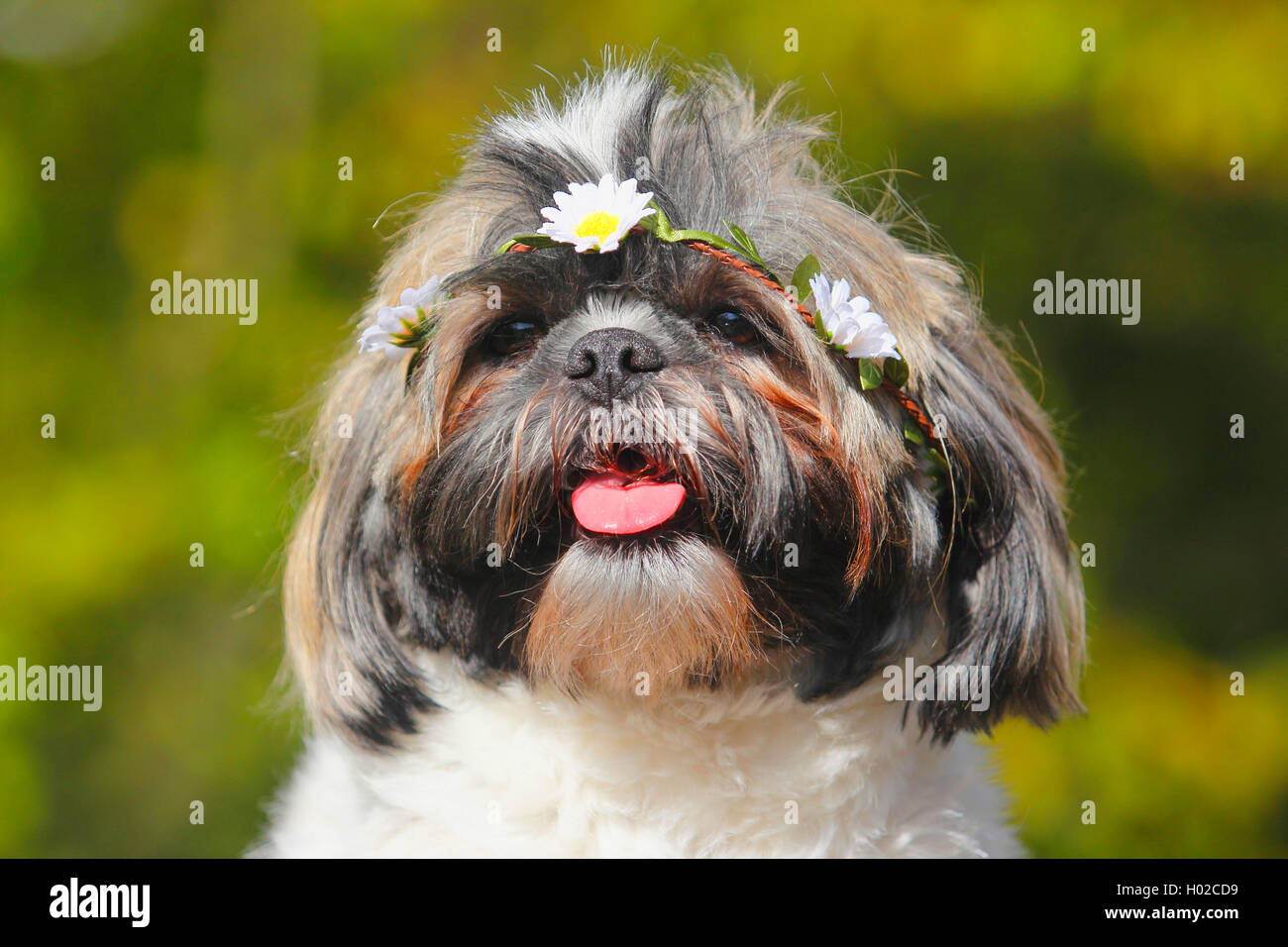 Shih Tzu (Canis lupus f. familiaris), con una cintura di fiori sulla sua testa, Germania Foto Stock