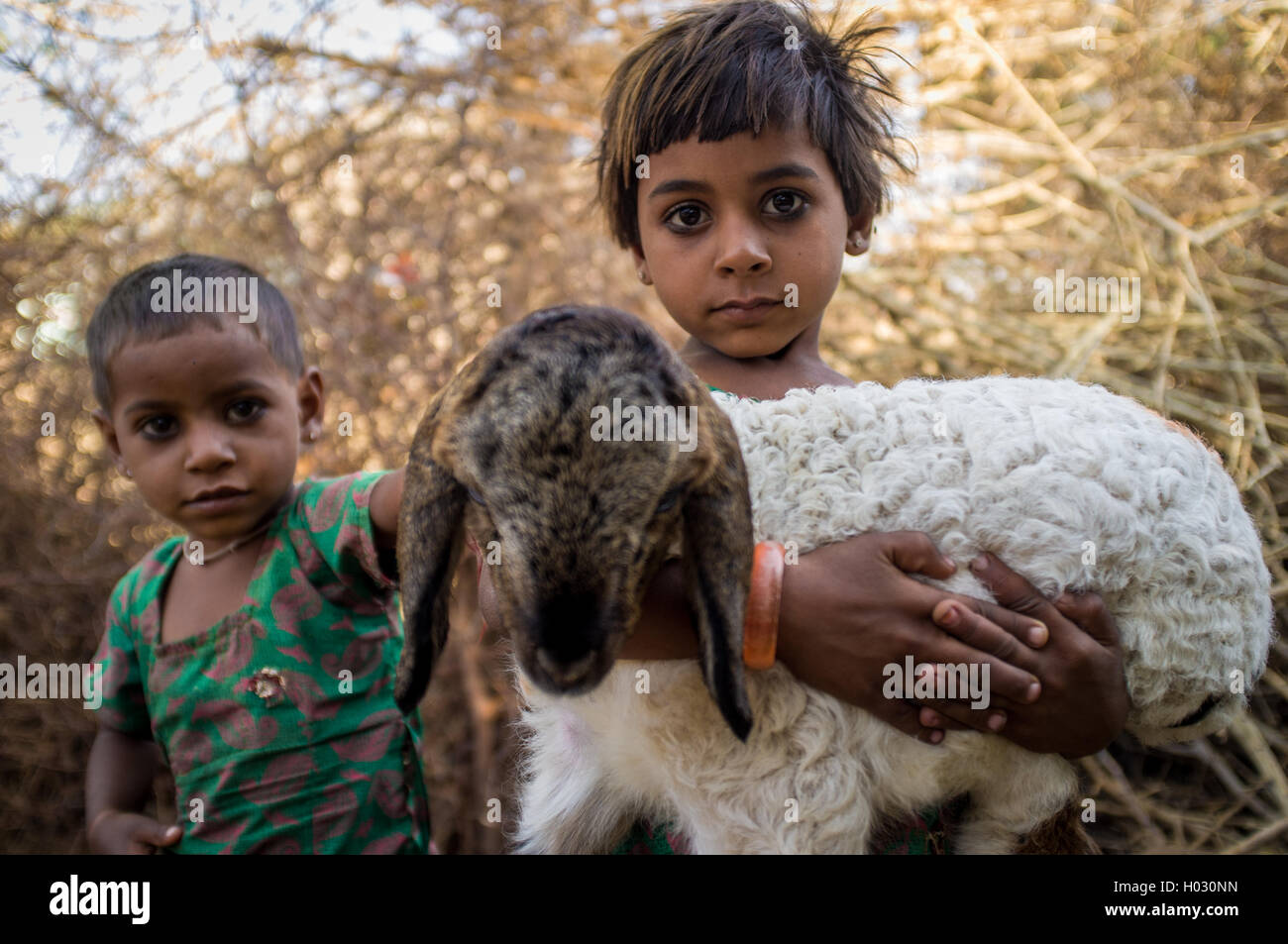 Regione GODWAR, India - 13 febbraio 2015: due piccoli Rabari ragazze in stabile con piccolo agnello. Rabari o Rewari sono un Indiano organi giurisdi Foto Stock