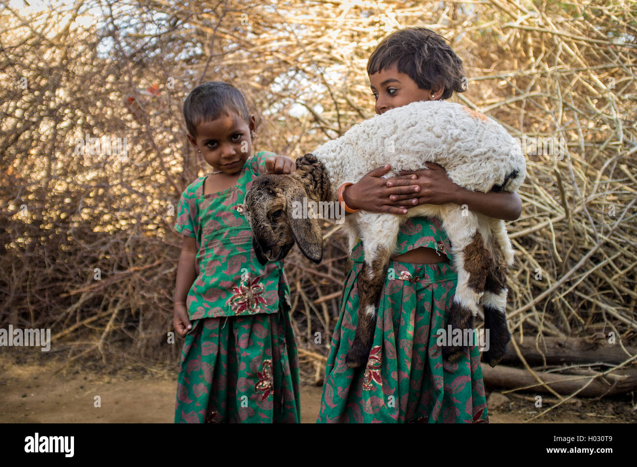 Regione GODWAR, India - 13 febbraio 2015: due piccoli Rabari ragazze in stabile con piccolo agnello. Rabari o Rewari sono un Indiano organi giurisdi Foto Stock