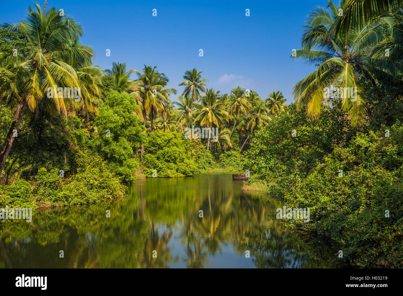 Bella tropical Palm tree forest lungo il fiume, Goa, India. Foto Stock