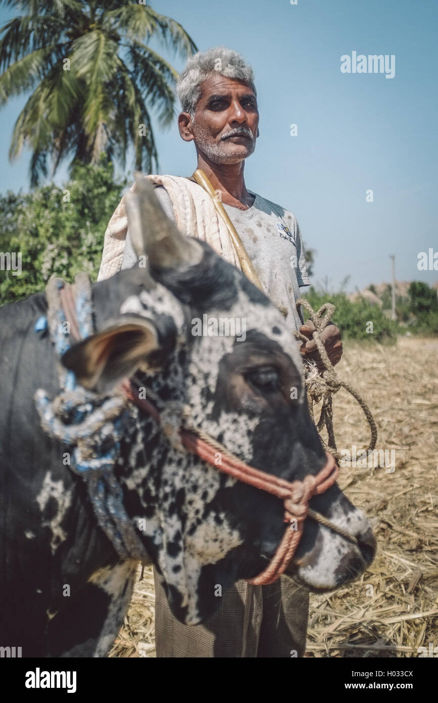 HAMPI, India - 28 gennaio 2015: agricoltore Indiano sul campo con ox. Post-elaborati con grano, di consistenza e di colore effetto. Foto Stock