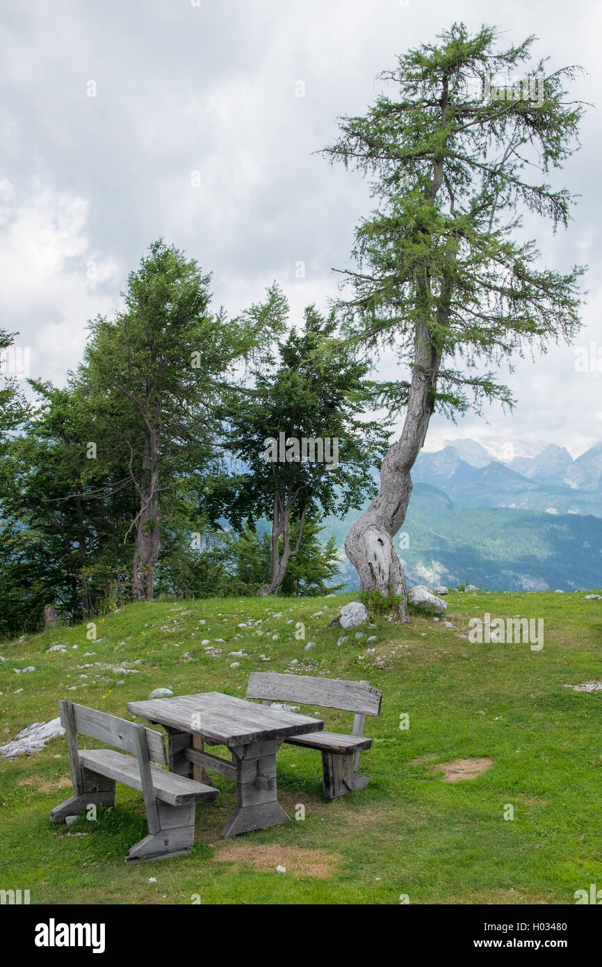 Da banco e il vecchio albero di pino sulla sommità del monte Vogel, Slovenia Foto Stock