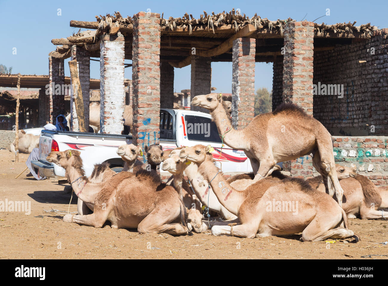 DARAW, Egitto - Febbraio 6, 2016: cammelli accanto al pick up truck al mercato di cammelli. Foto Stock
