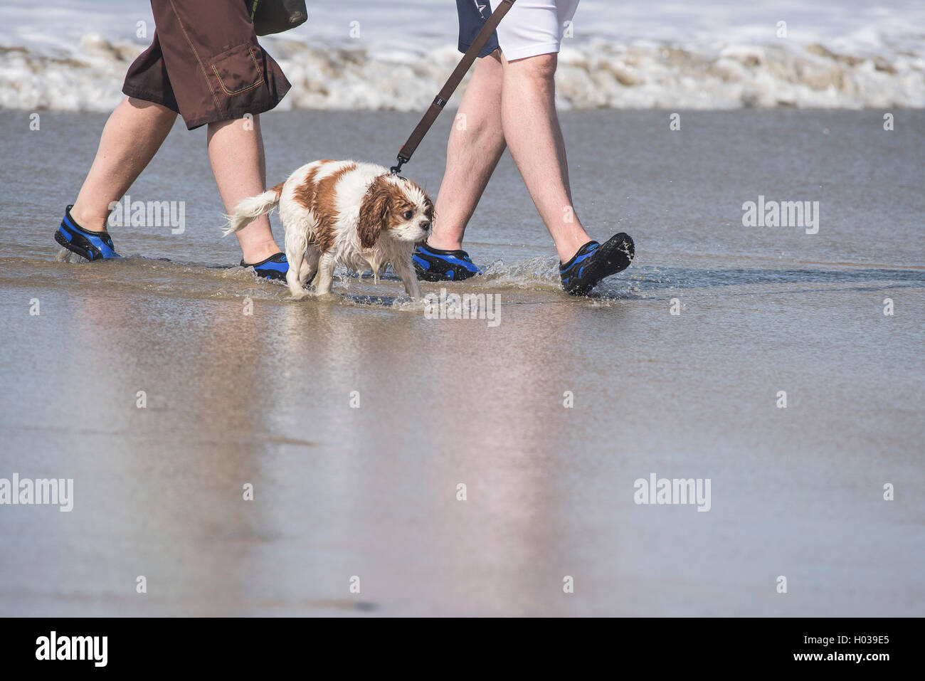 Un infelice cercando cane è preso in considerazione per una pala sul Fistral Beach in Newquay, Cornwall. Foto Stock