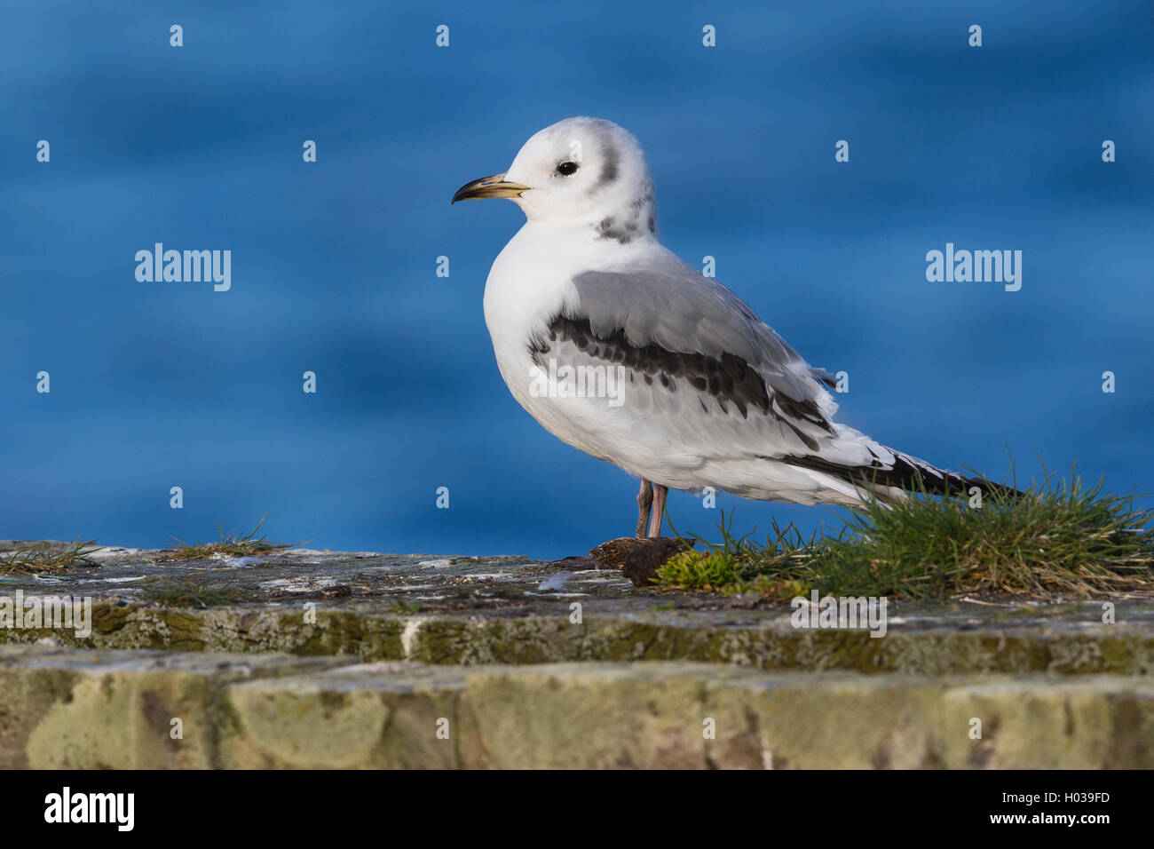 Nero-zampe (Kittiwake Rissa tridactyla), immaturi in piedi sul suolo Foto Stock