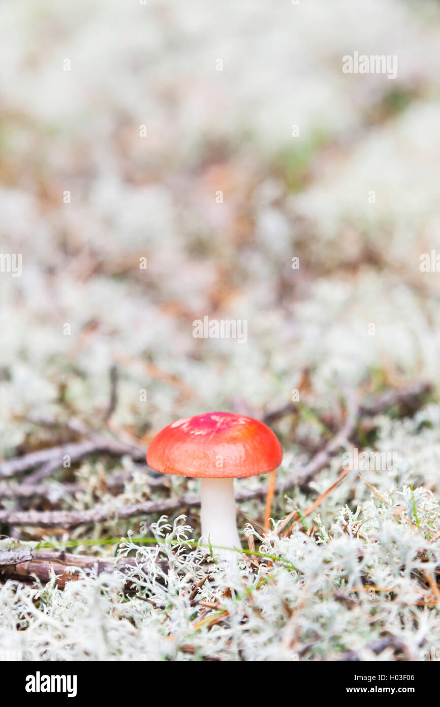 Primo piano di un piccolo fungo russula cresce dentro di muschio bianco in autunno Foto Stock