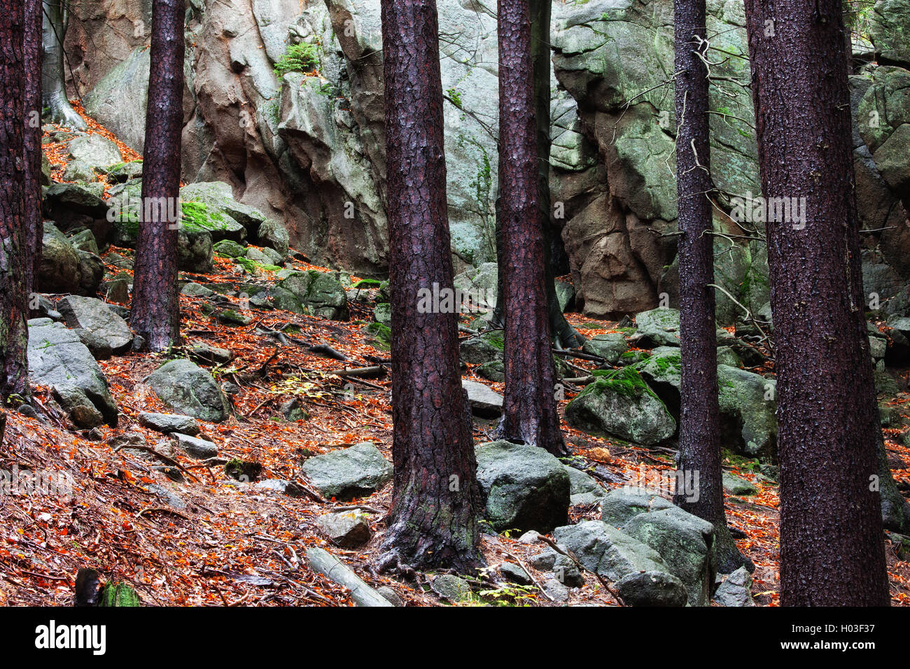 Foreste di montagna deserto in autunno, alberi e rocce e massi, caduta foglie, monti Karkonosze, Sudetes, Polonia, Europa Foto Stock