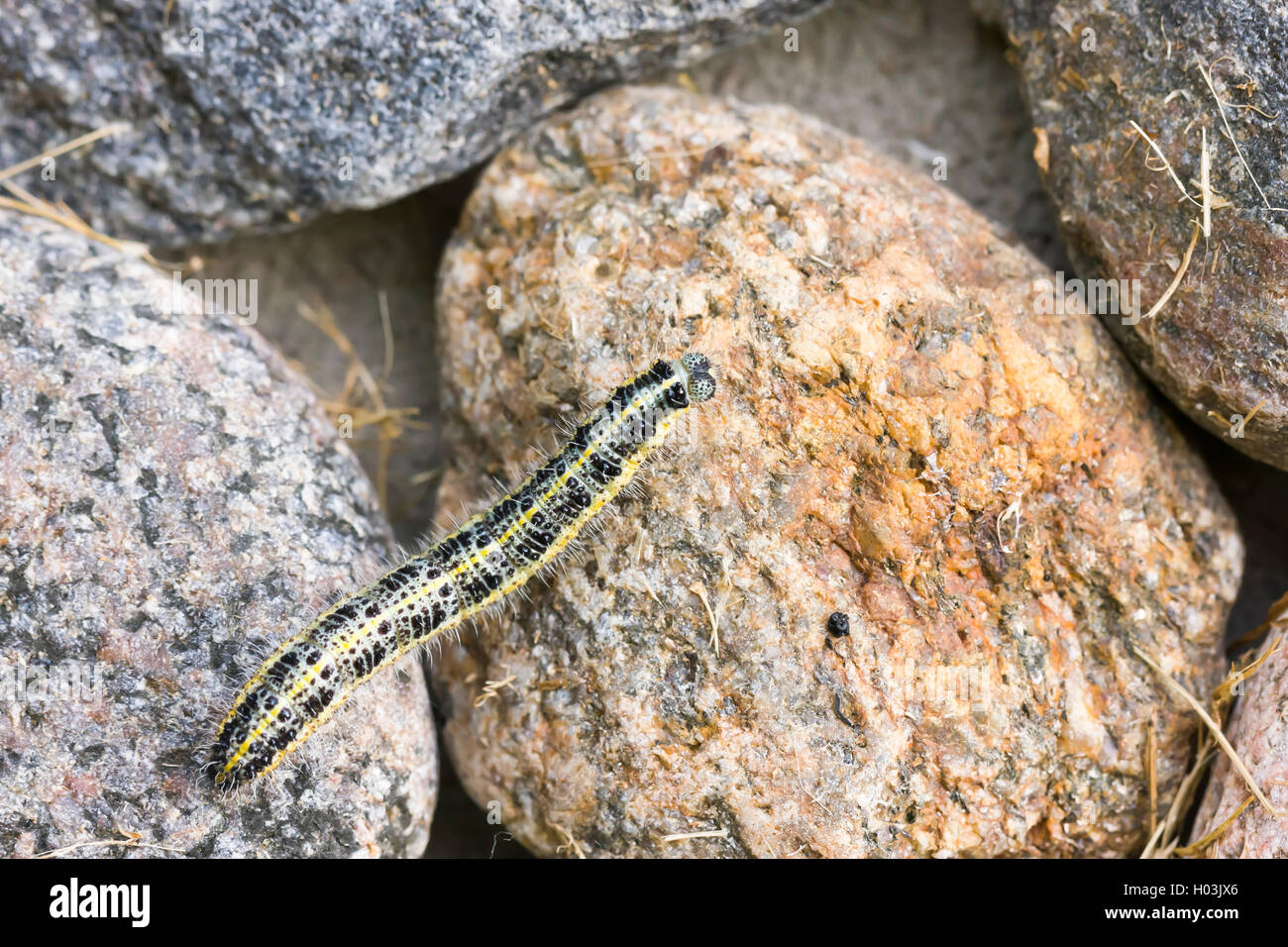 Primo piano della larva di farfalla strisciare su di una roccia Foto Stock