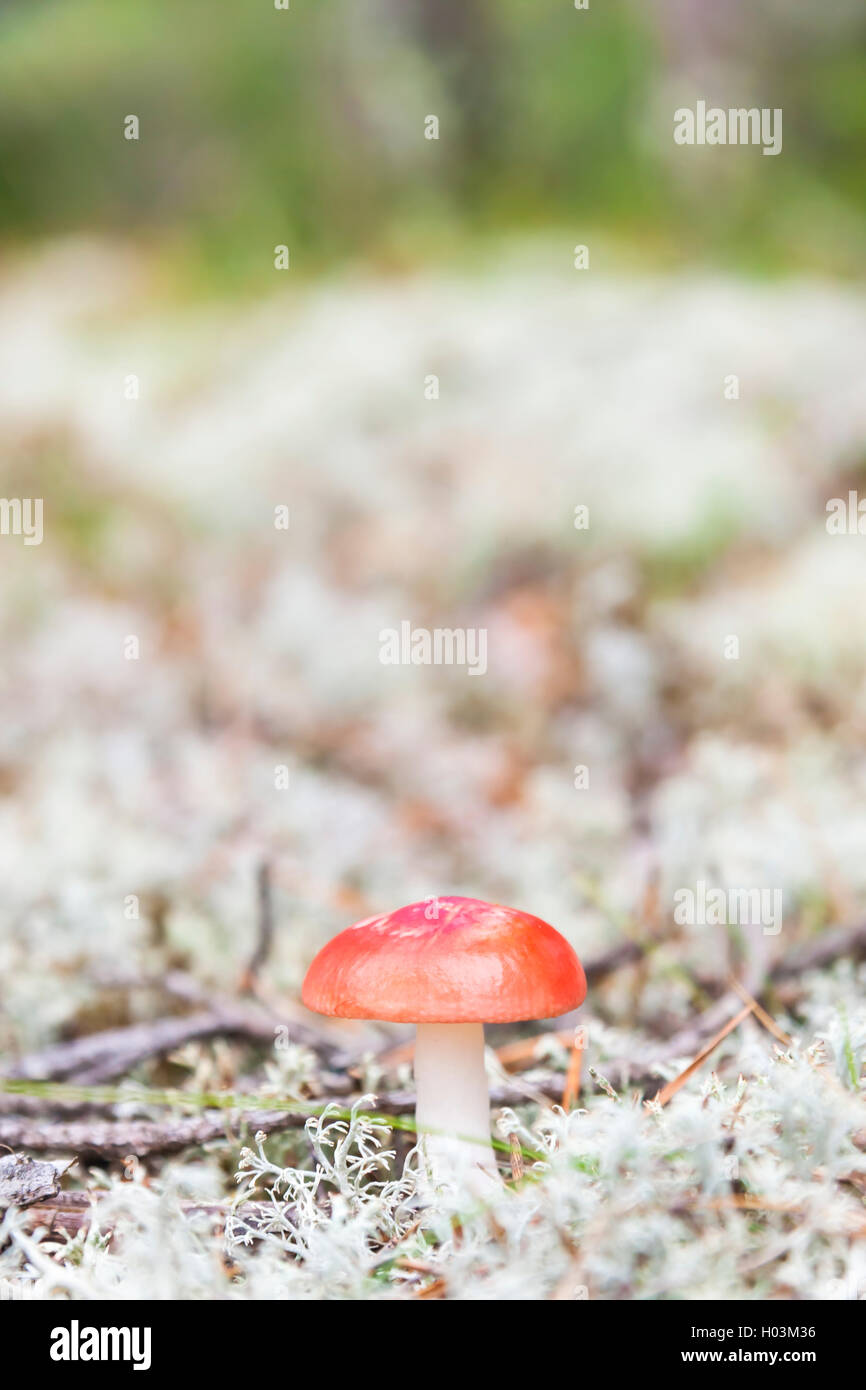 Primo piano di un piccolo fungo russula cresce dentro di muschio bianco in autunno Foto Stock