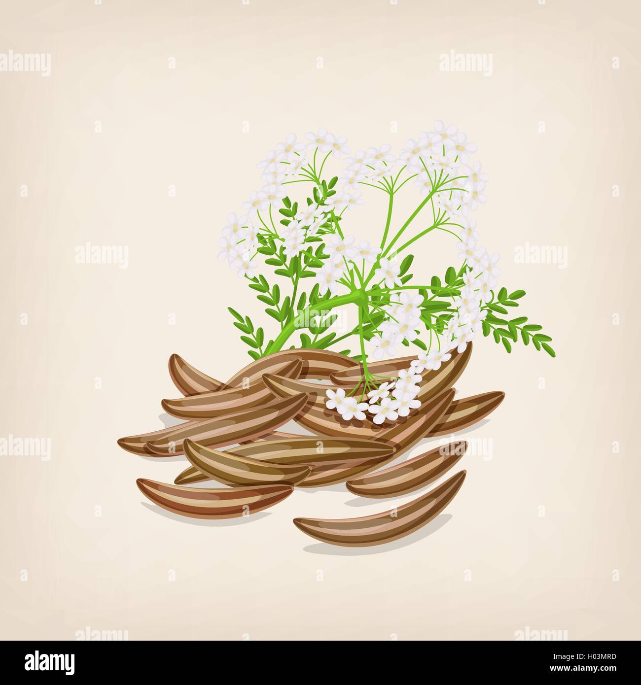 Semi di cumino con fiori e foglie. Illustrazione Vettoriale. Illustrazione Vettoriale