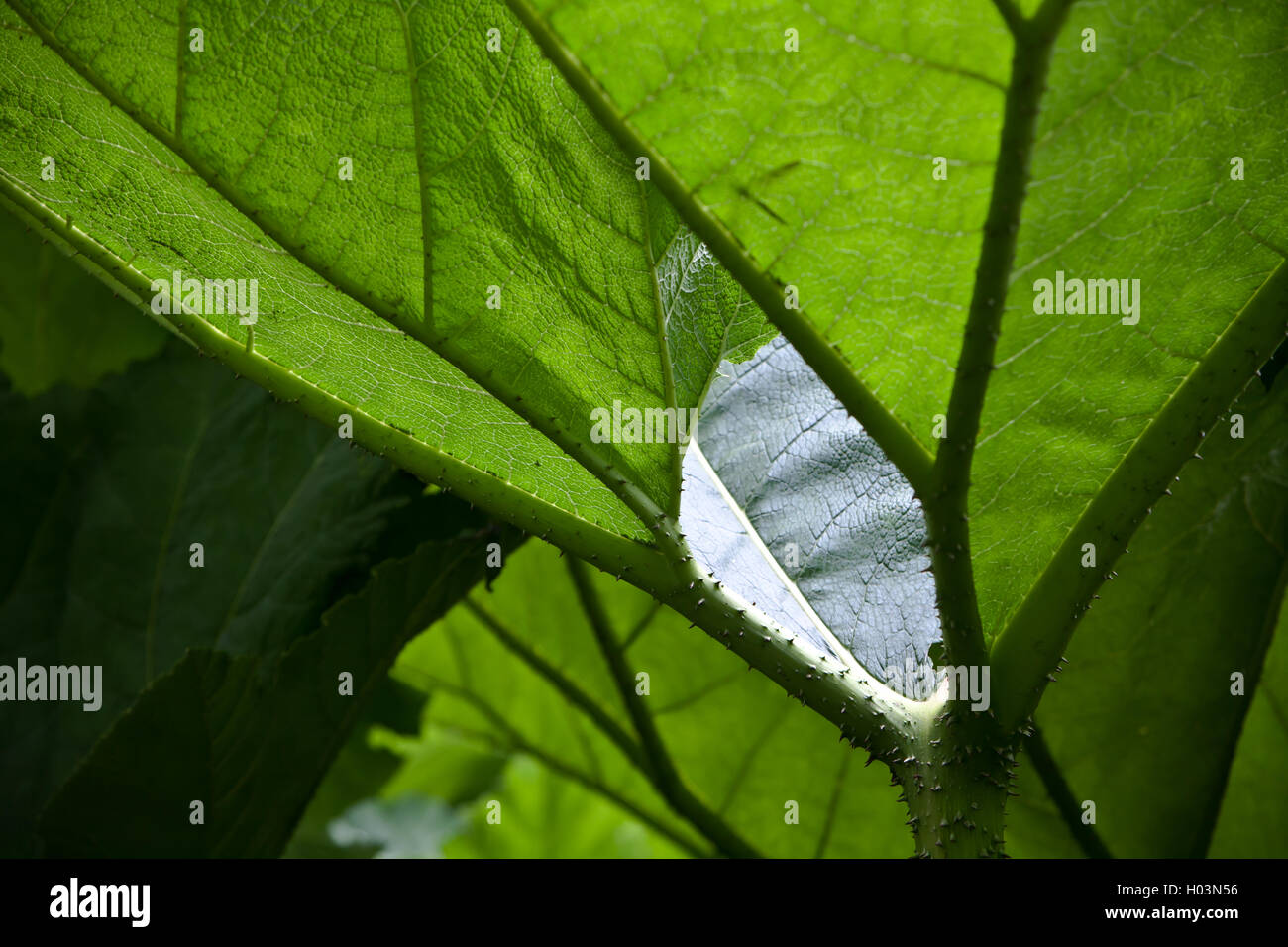 Immagine astratta di Gunnera foglie. Foto Stock