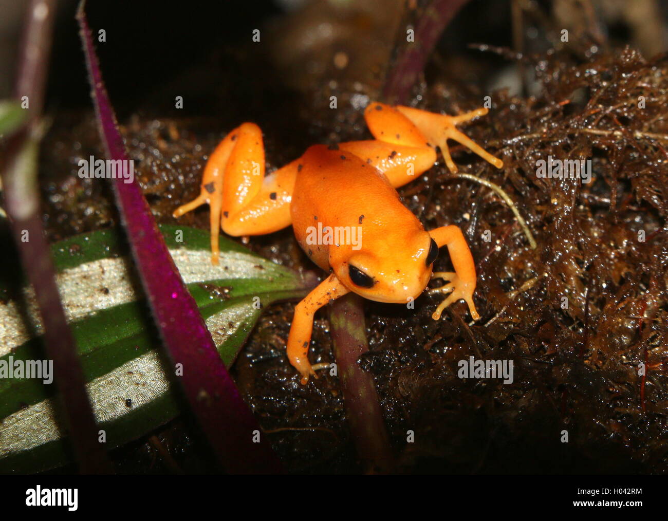 In via di estinzione velenoso Madagascan Golden Mantella (rana Mantella aurantiaca) Foto Stock