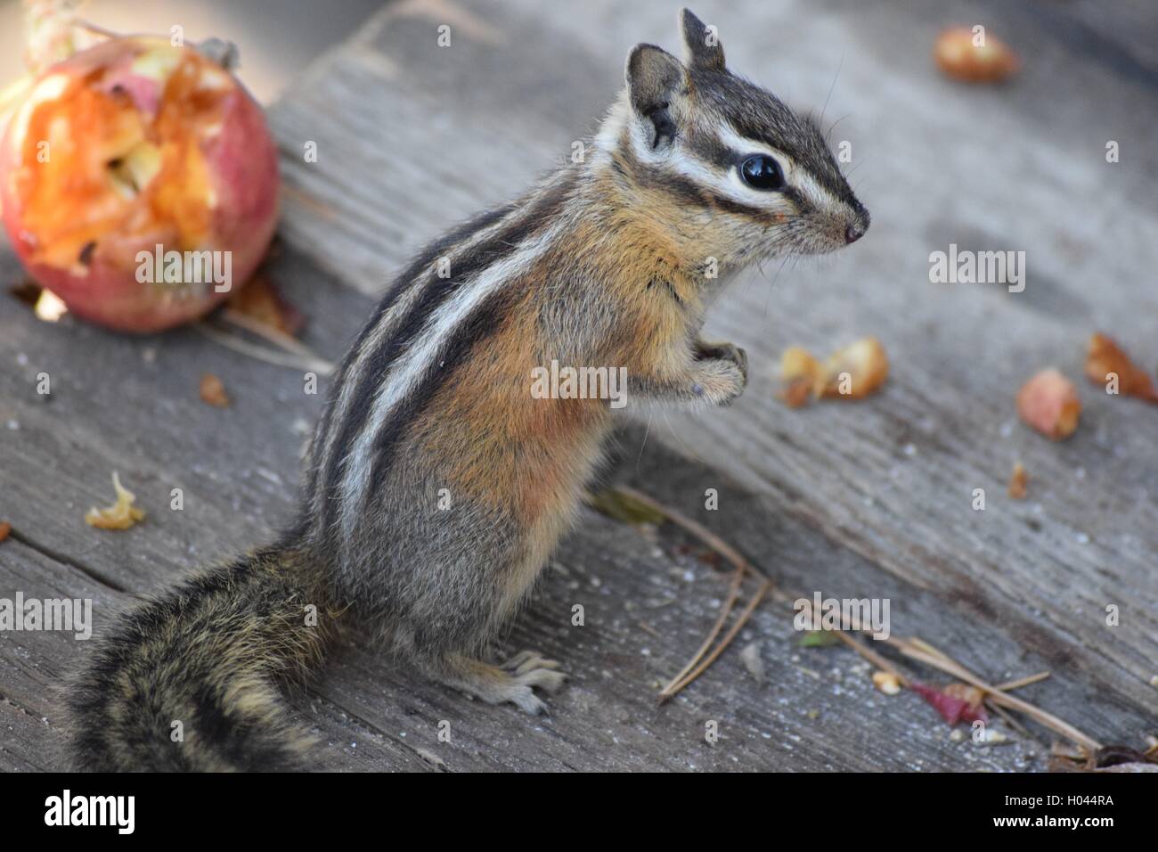 Medicina Lodge rocce con un lichene che cresce in molti colori su di essi. Foto Stock