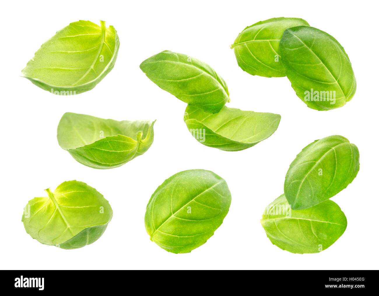 Di foglie di basilico fresco isolato su sfondo bianco Foto Stock