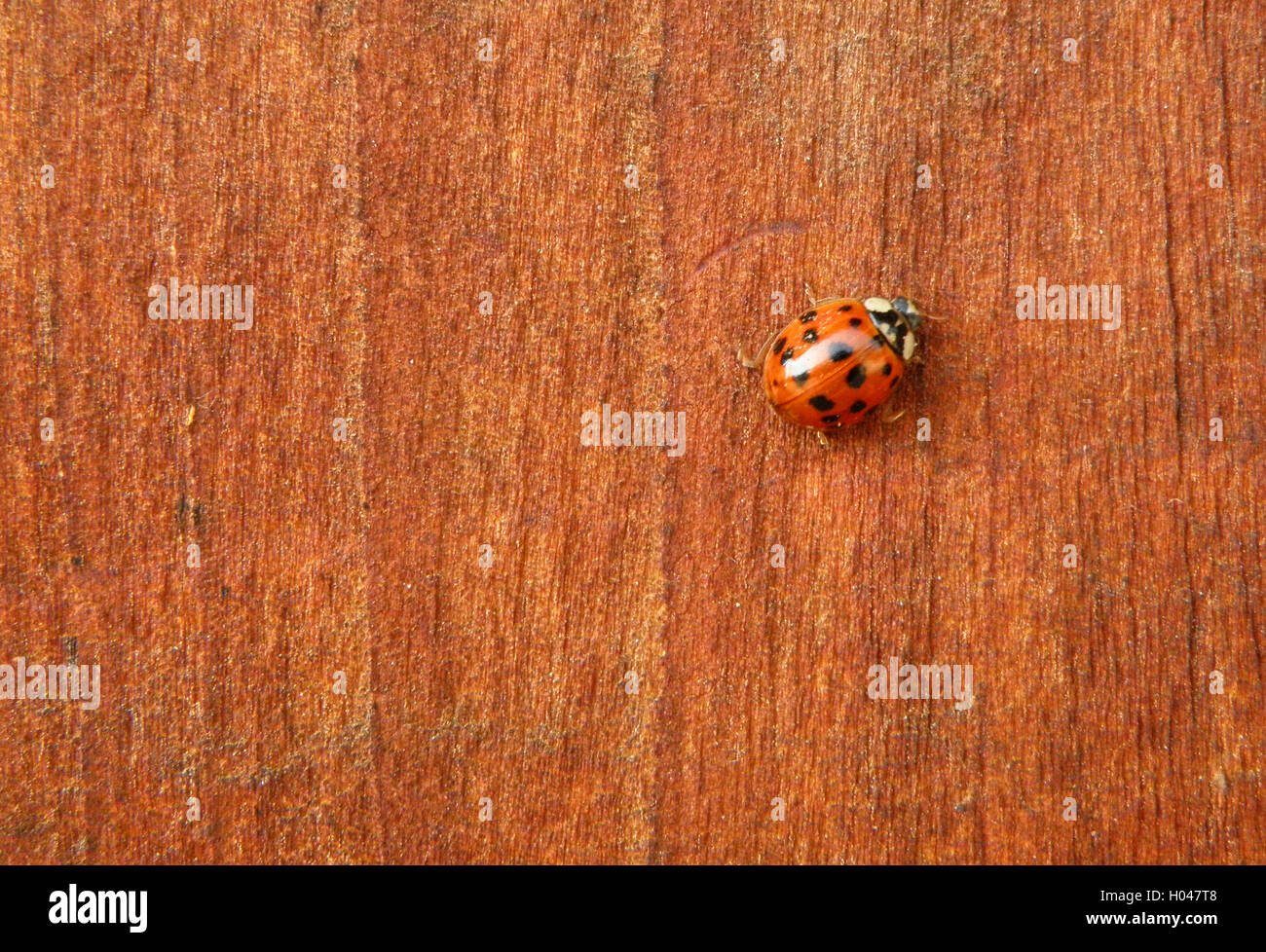 A PUNTI NERI Red Ladybug Arrampicata su Orange parete in legno Foto Stock