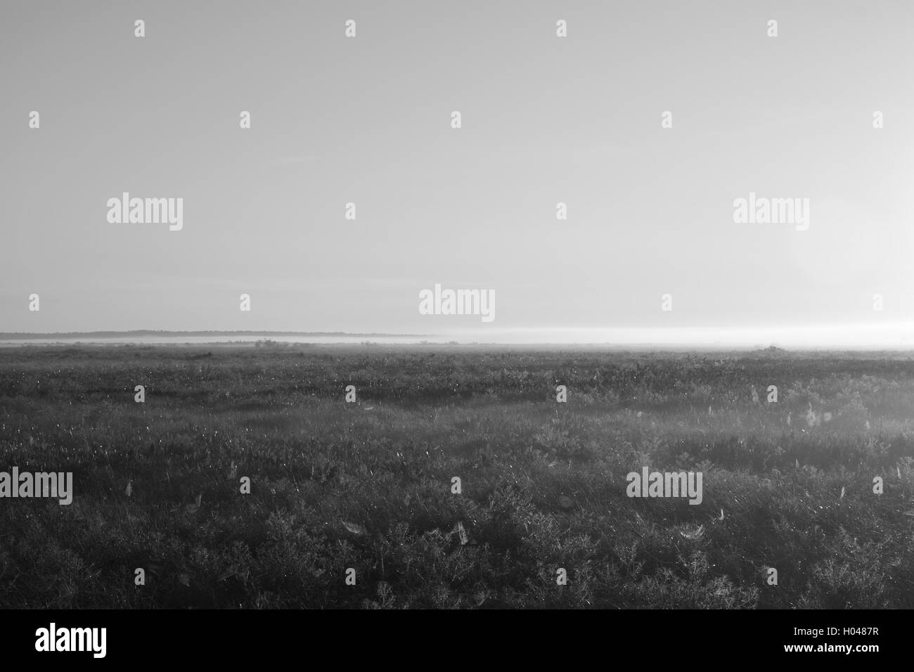 Tramonto su uno stagno su una mattinata nebbiosa in Florida. Foto Stock