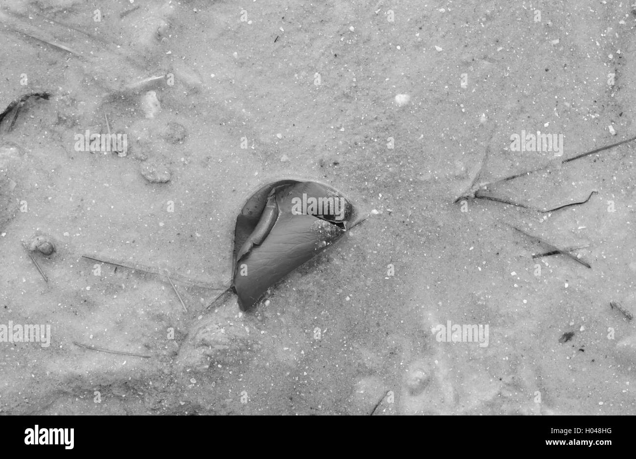 A piegatura singola di petali di rose lavato fino in spiaggia con mare erba in Florida. Foto Stock