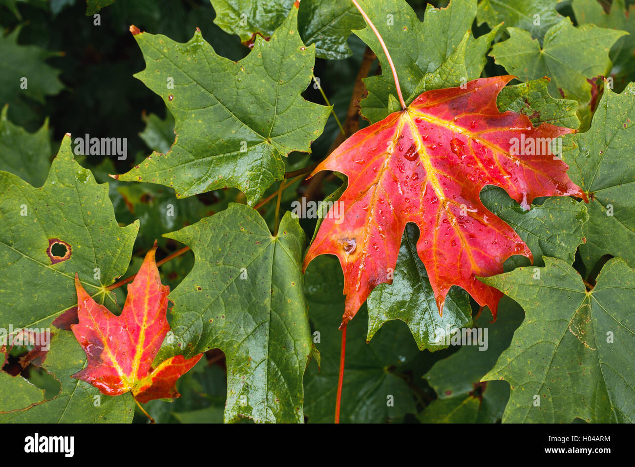 Due rosso e caduto foglie di acero in appoggio su altre foglie di acero dopo la pioggia. Foto Stock