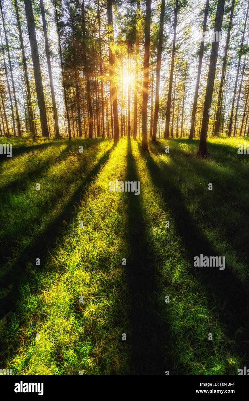 Foresta di sole al tramonto con le ombre di trunk Foto Stock
