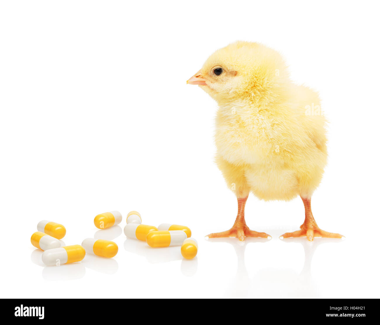 Piccolo giallo pollo vicino a pila di giallo e bianco capsule, isolati su sfondo bianco Foto Stock