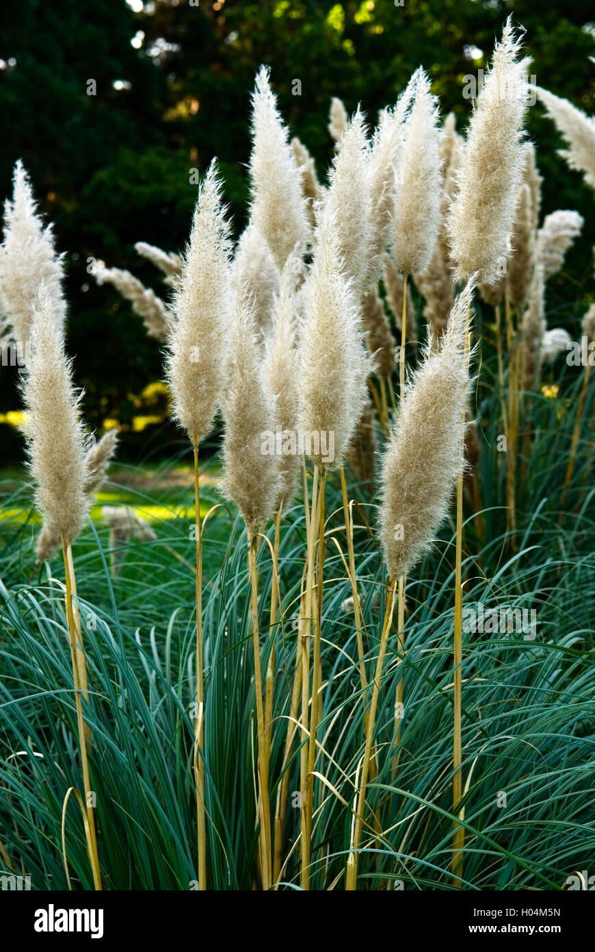 CORTADERIA SELLOANA PATAGONIA PAMPASS ERBA Foto Stock