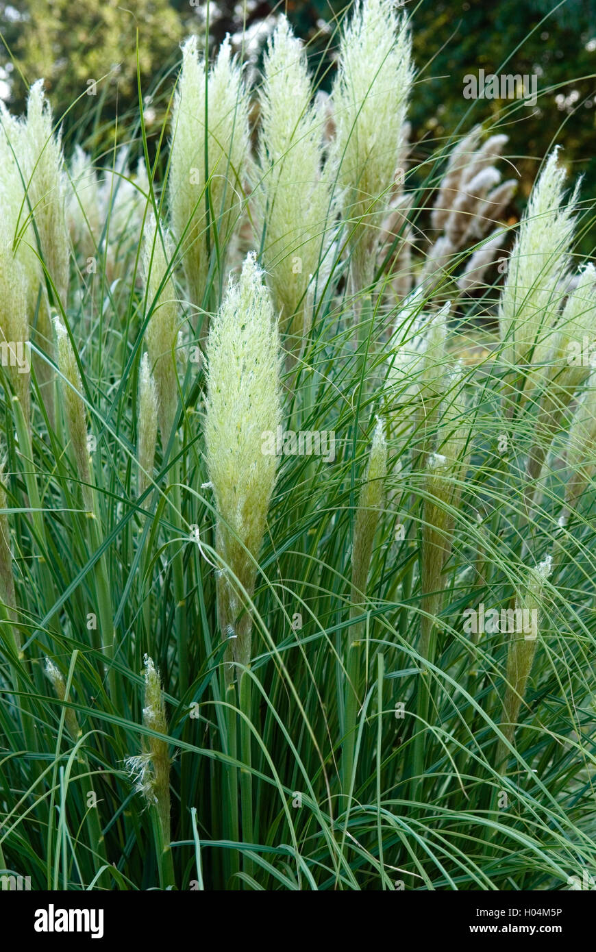 CORTADERIA SELLOANA PUMILA PAMPASS ERBA Foto Stock